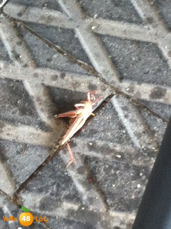 newjaradmina2yafa39 (8).jpg